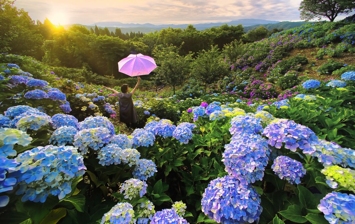 水道山・観音山公園のあじさい｜｜【公式】新潟県のおすすめ観光・旅行