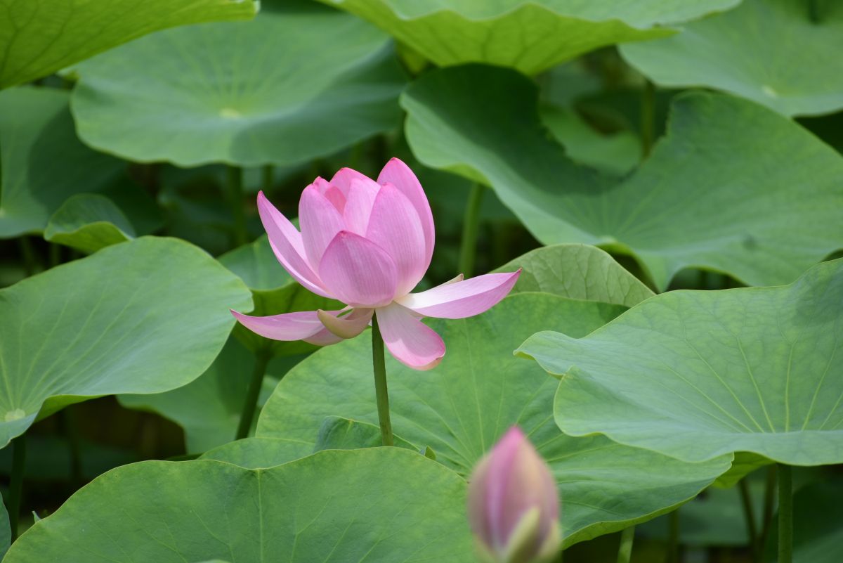 大賀ハス（二千年ハス）｜｜【公式】新潟県のおすすめ観光・旅行情報