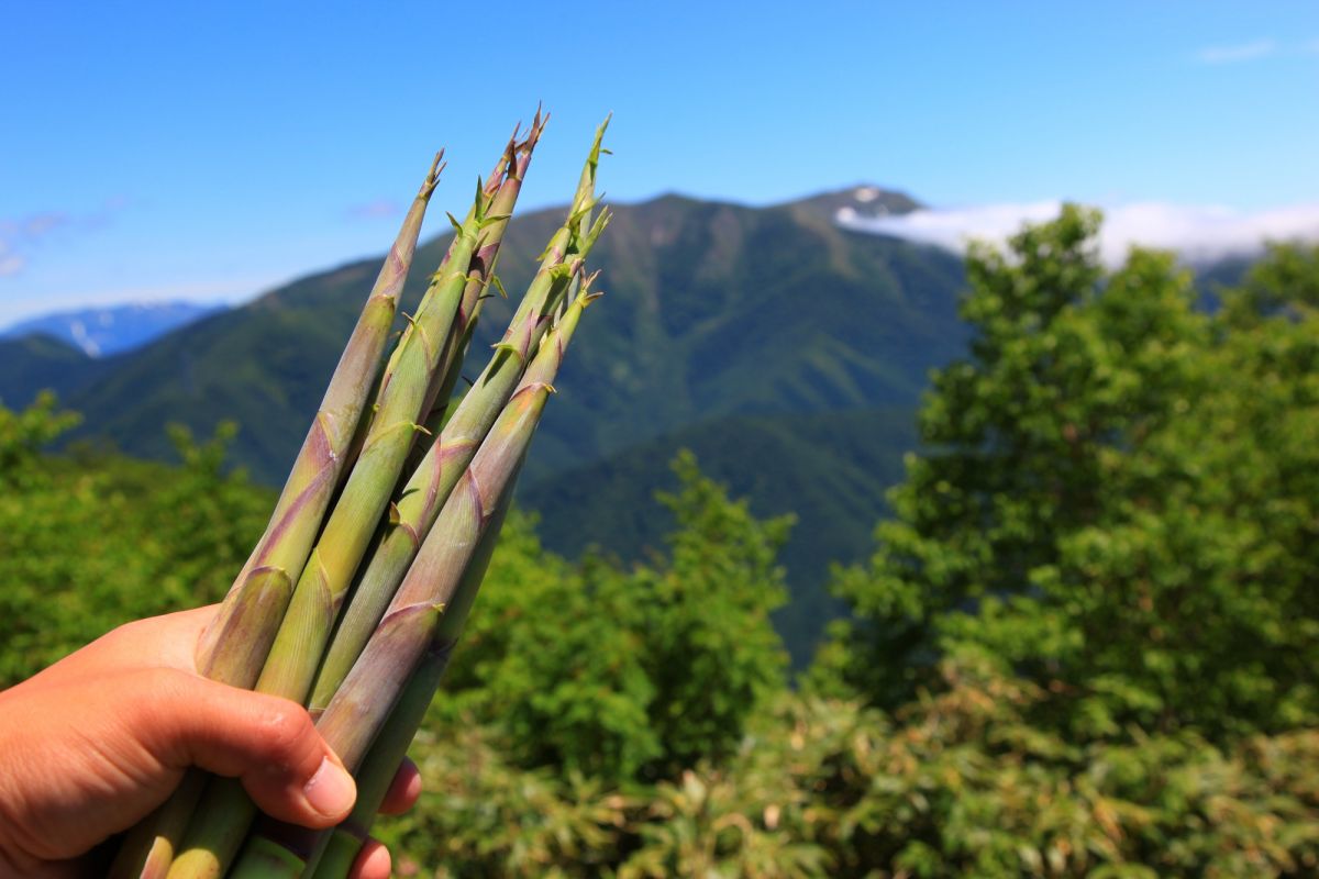 タケノコ山 タケノコ山