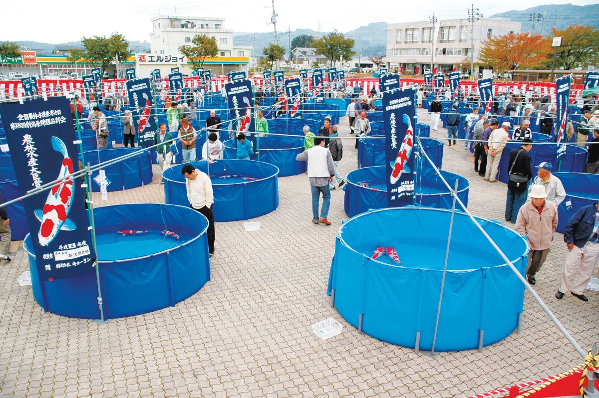 農林水産祭参加 第66回新潟県錦鯉品評会
