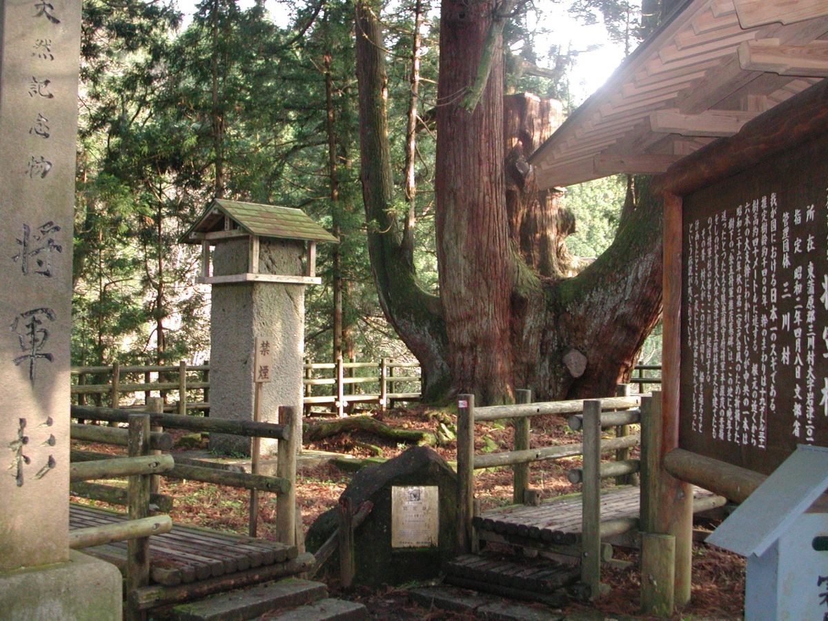 将軍杉｜新潟の観光スポット｜【公式】新潟県のおすすめ観光・旅行情報