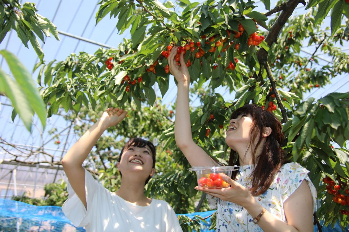 天野さくらんぼ狩り園｜新潟の観光スポット｜【公式】新潟県のおすすめ観光・旅行情報！にいがた観光ナビ