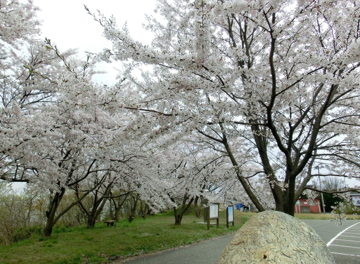 野積河川公園｜新潟の観光スポット｜【公式】新潟県のおすすめ