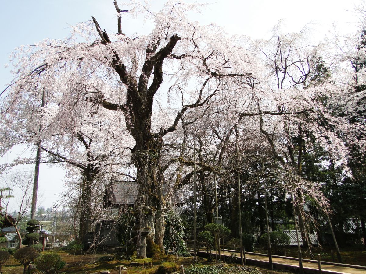 香林寺のしだれ桜｜新潟の観光スポット｜【公式】新潟県のおすすめ観光