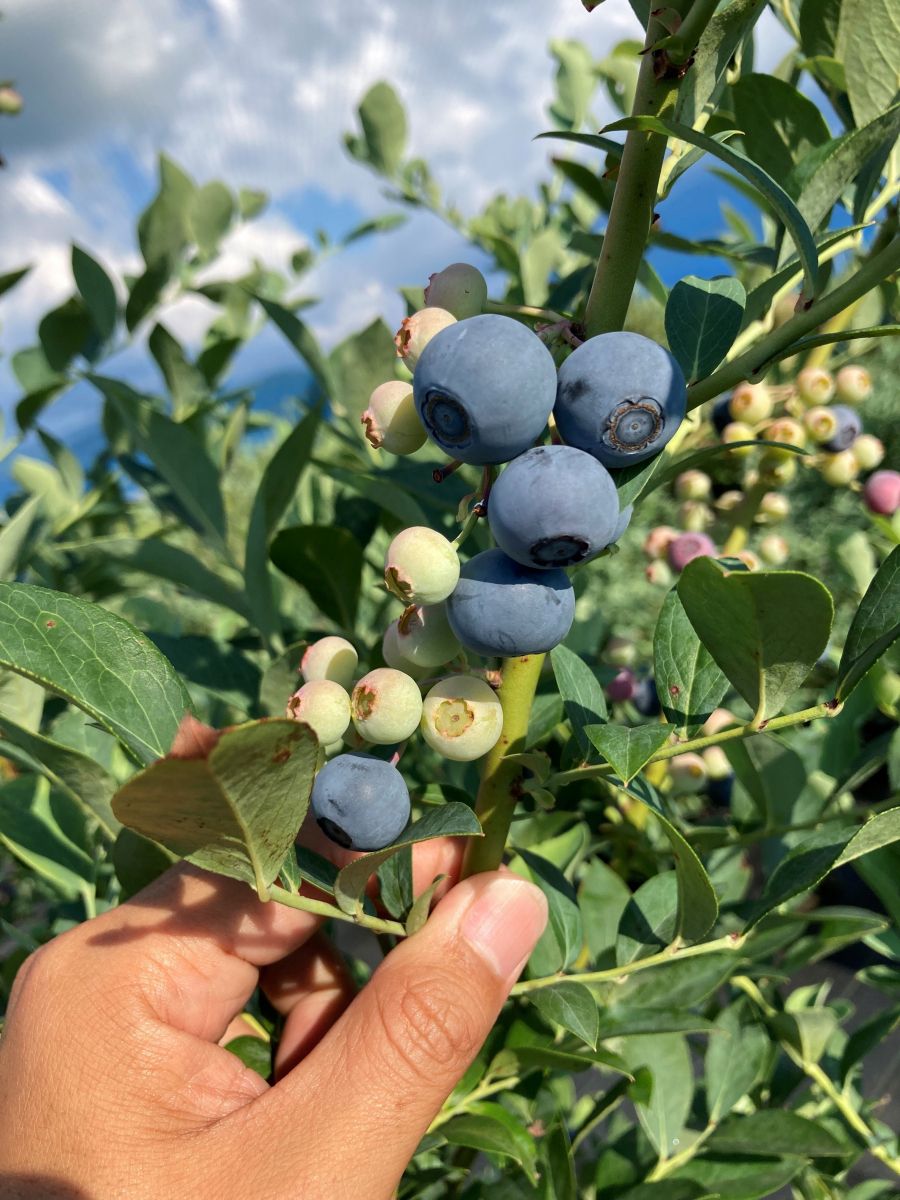 えありー様 予約分 魚沼 さておけ 
