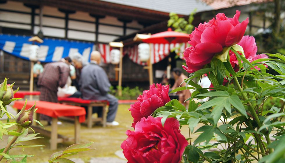 長谷寺ぼたんまつり