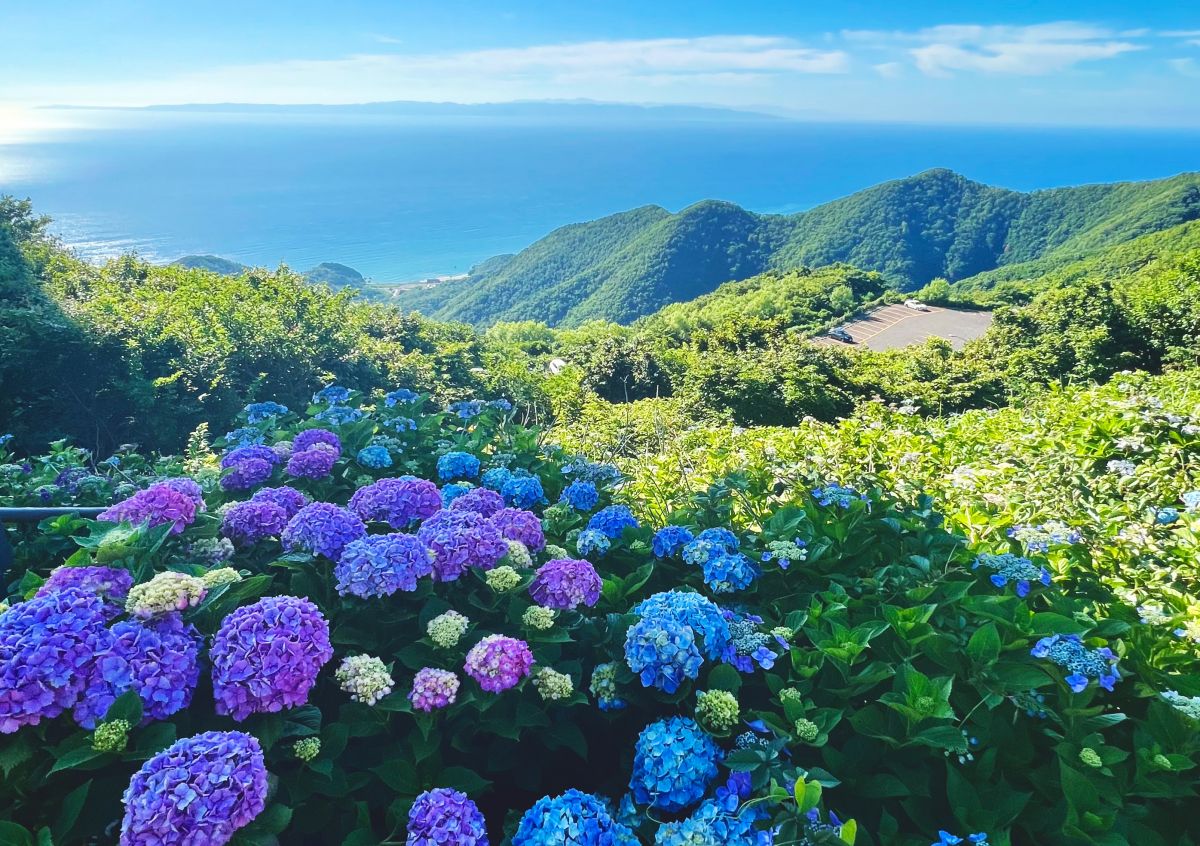 弥彦山山頂公園