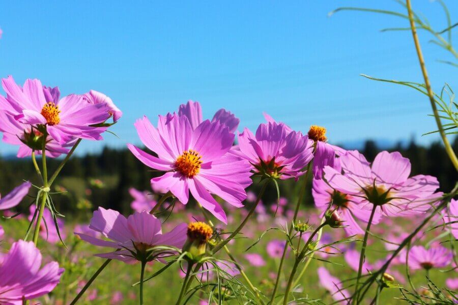 コスモス コスモス ドワーフ センセーション ミックス｜種（タネ）,球根,苗,資材
