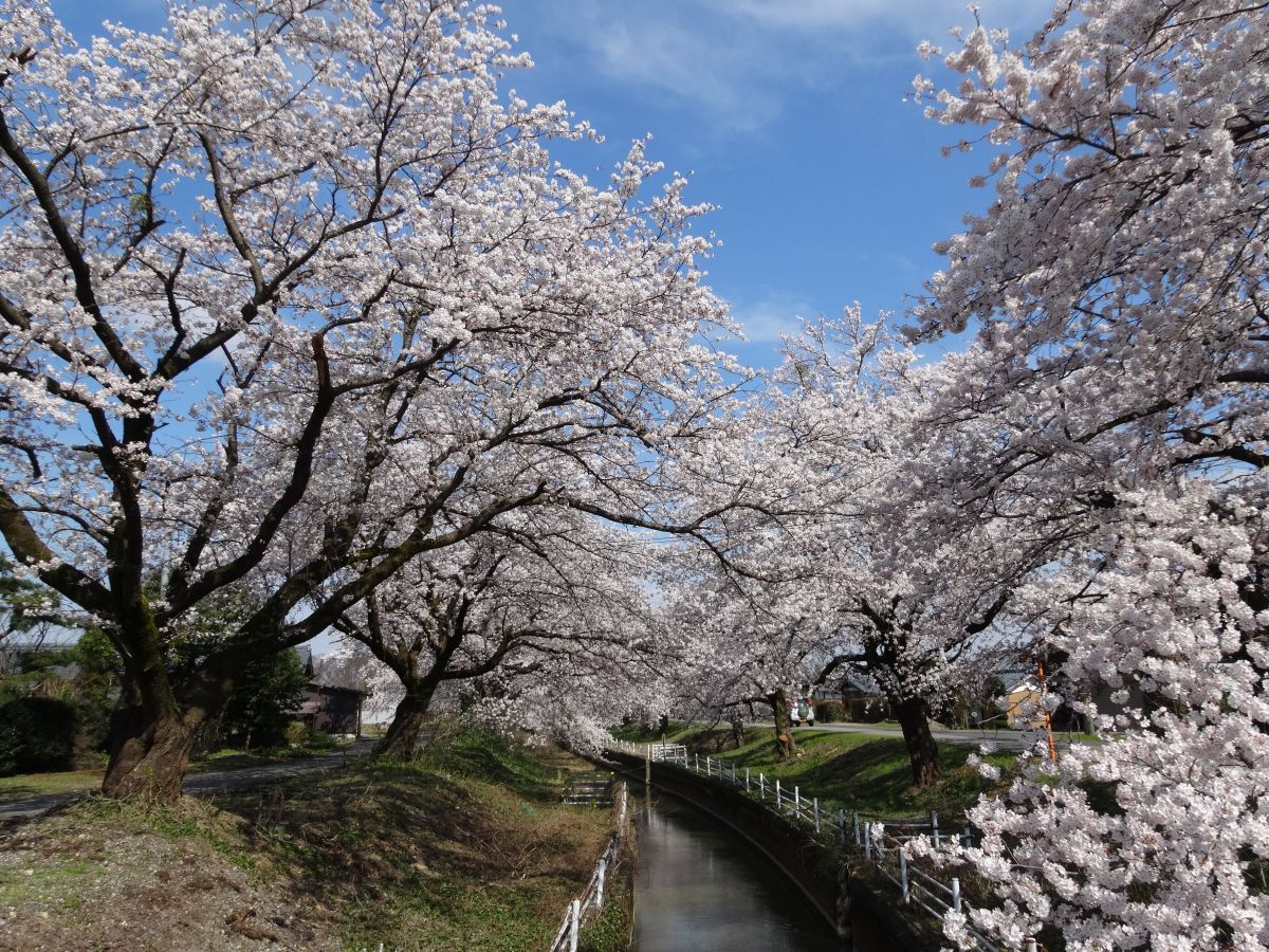 桜 絵札 鞠 カーキ 光沢 反物 新江の桜並木｜新潟の観光スポット｜【公式】新潟県のおすすめ