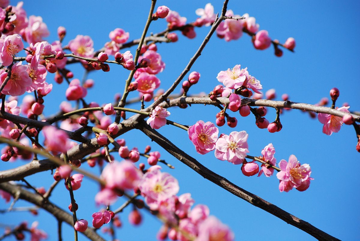 第26回田上うめまつり