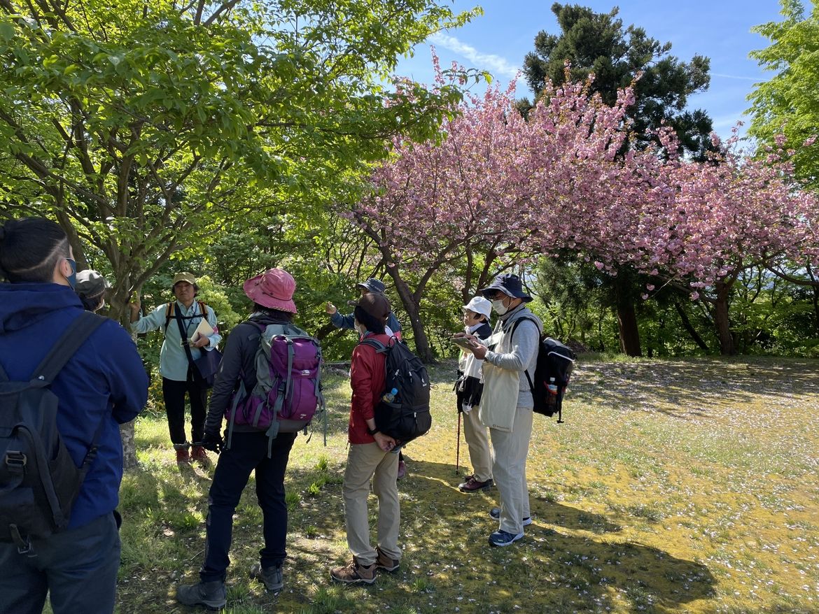 【国上山 Nature Walk】第4回「国上山の花さがし・・・ちご道周遊」