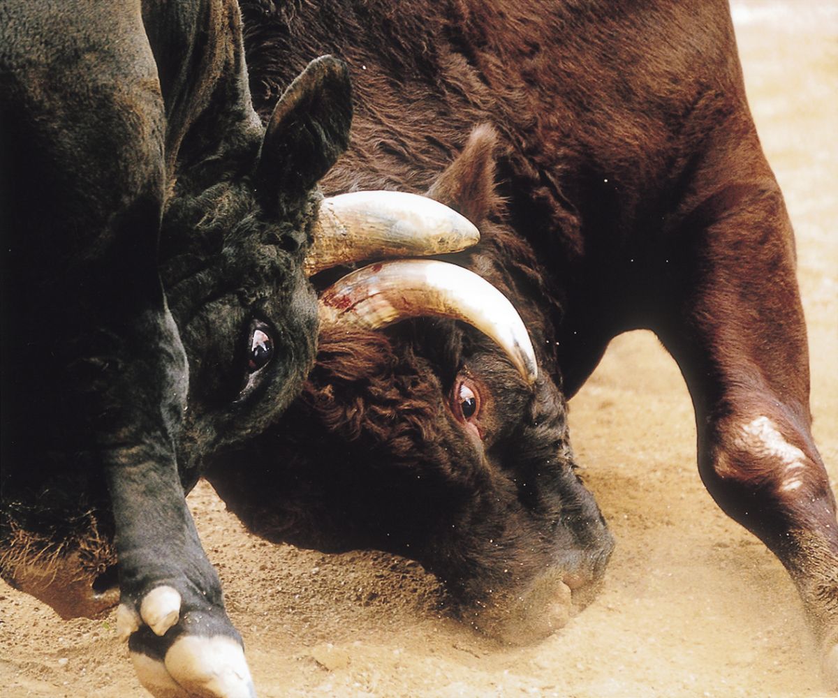 越後山古志「牛の角突き」大会｜新潟のイベント｜【公式】新潟県の