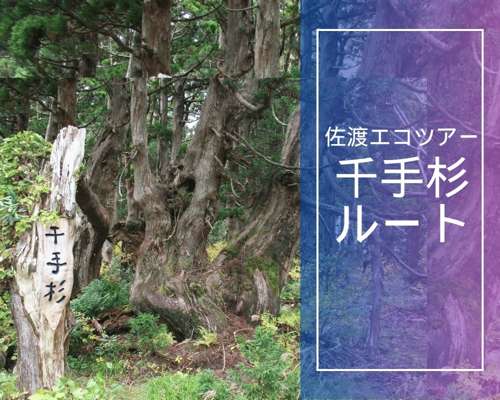 神秘の大自然！原生林と杉巨木群トレッキング～千手杉ルート～｜新潟の