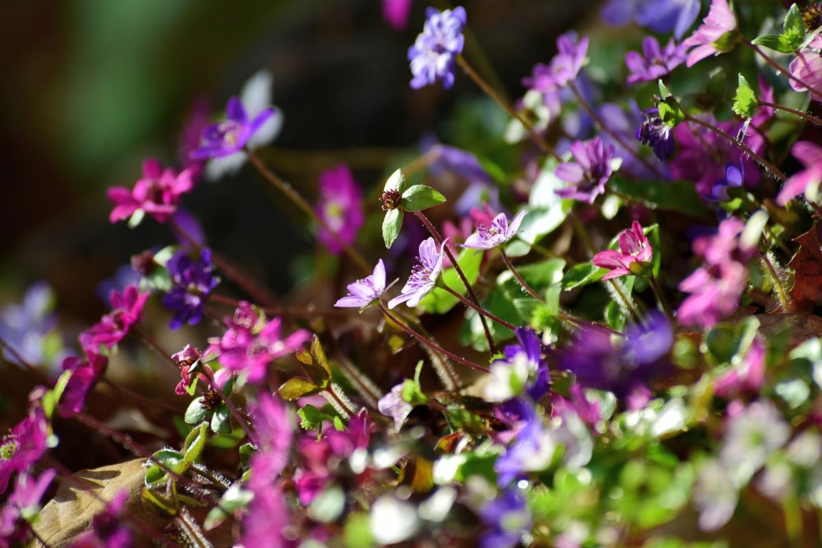 えちご雪割草街道スマホでスタンプラリー2026｜新潟のイベント｜【公式