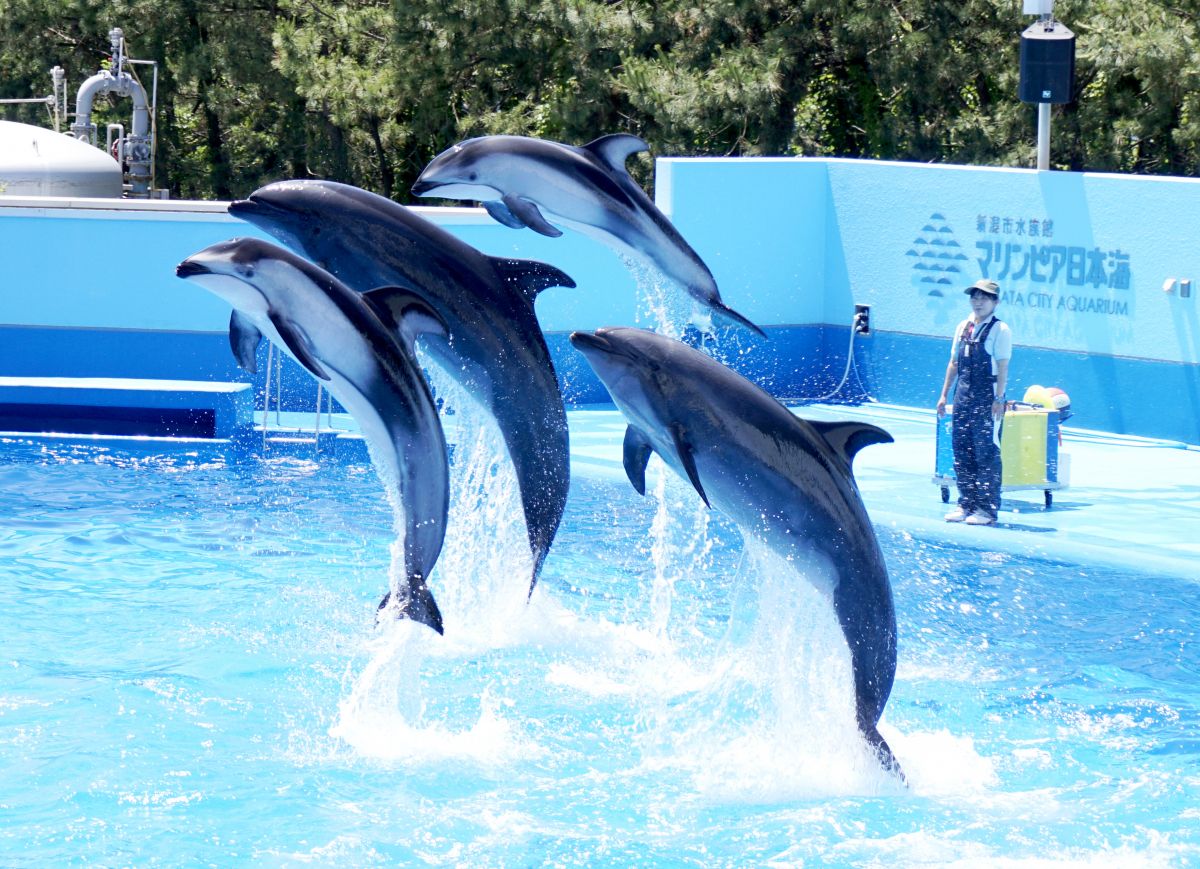 マリンピア日本海 イルカのショータイム 新潟の体験 公式 新潟県のおすすめ観光 旅行情報 にいがた観光ナビ