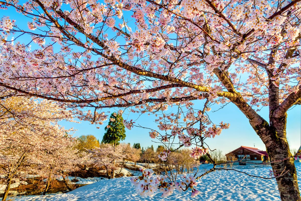 福山峠の雪上桜｜新潟の体験｜【公式】新潟県のおすすめ観光・旅行情報