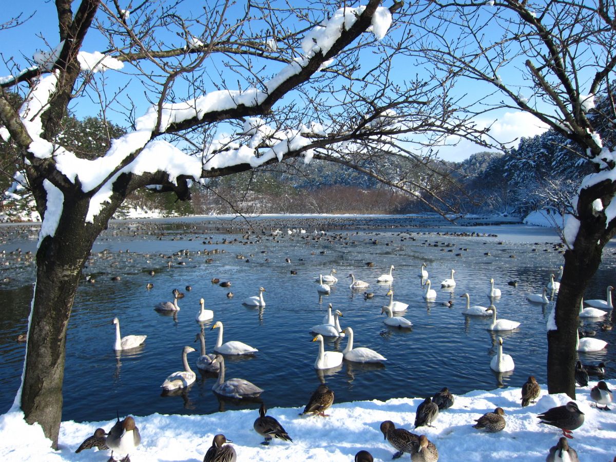 五十公 野 公園