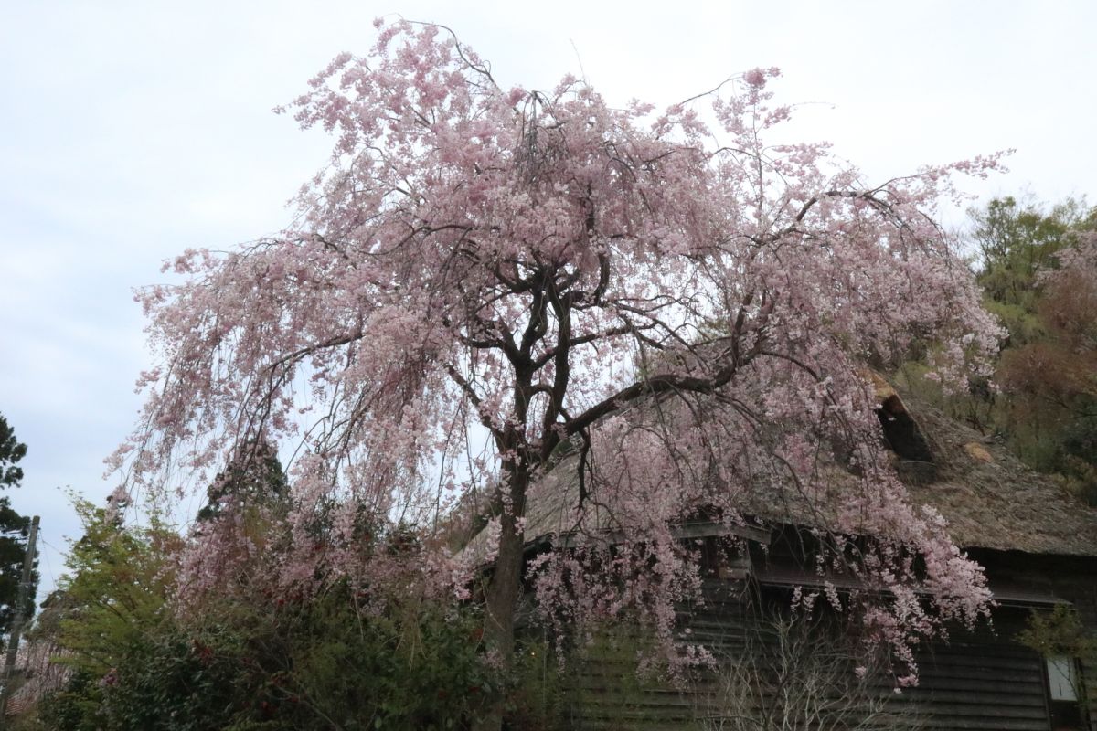 NH『枝垂れ桜』『クレマチス』 NH『枝垂れ桜』『クレマチス』 紅枝垂 | 桜図鑑｜公益財団法人