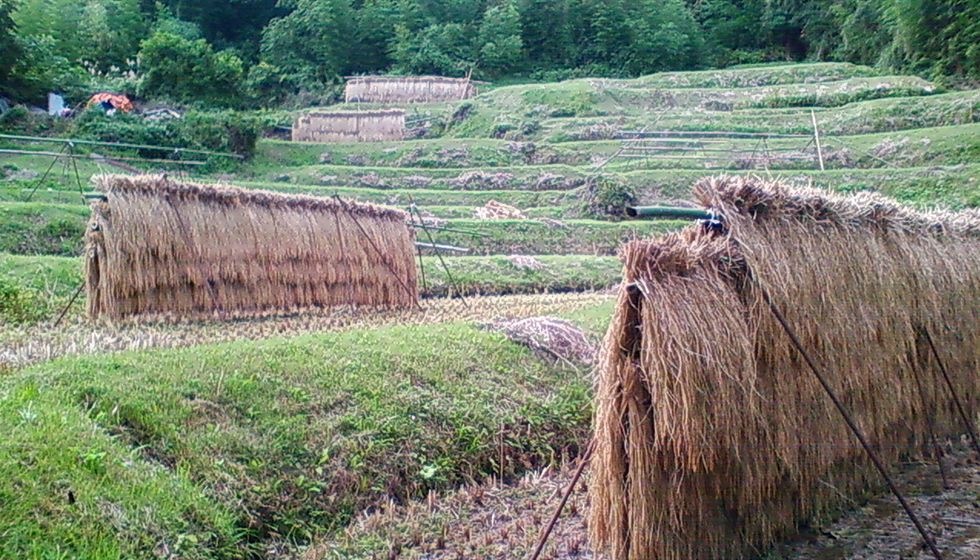 月布施棚田｜新潟の観光スポット｜【公式】新潟県のおすすめ観光・旅行