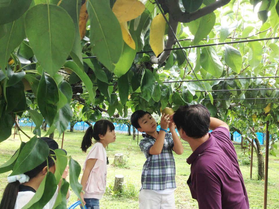 閉園しました】白根大郷梨中村観光果樹園｜新潟の体験｜【公式】新潟県のおすすめ観光・旅行情報！にいがた観光ナビ