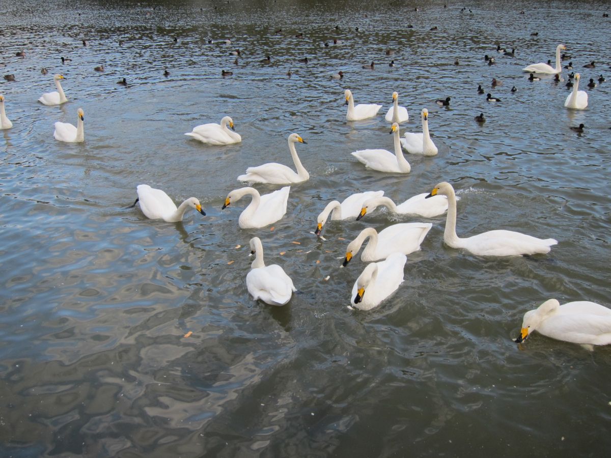 長嶺大池の白鳥｜新潟の観光スポット｜【公式】新潟県のおすすめ観光