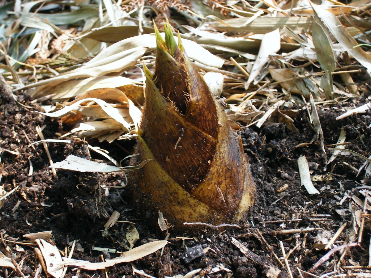 ガーデニングランプ　たけのこ 1200?v=