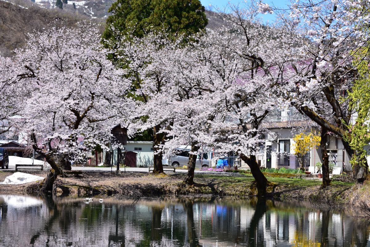 お松の池｜新潟の観光スポット｜【公式】新潟県のおすすめ観光・旅行情報！にいがた観光ナビ