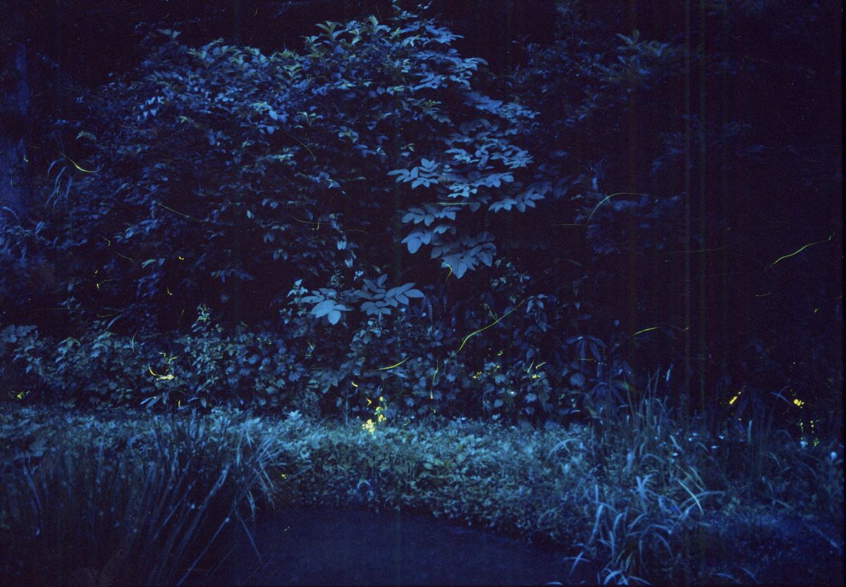 ほたる 仁上ほたる公園｜新潟の観光スポット｜【公式】新潟県のおすすめ観光