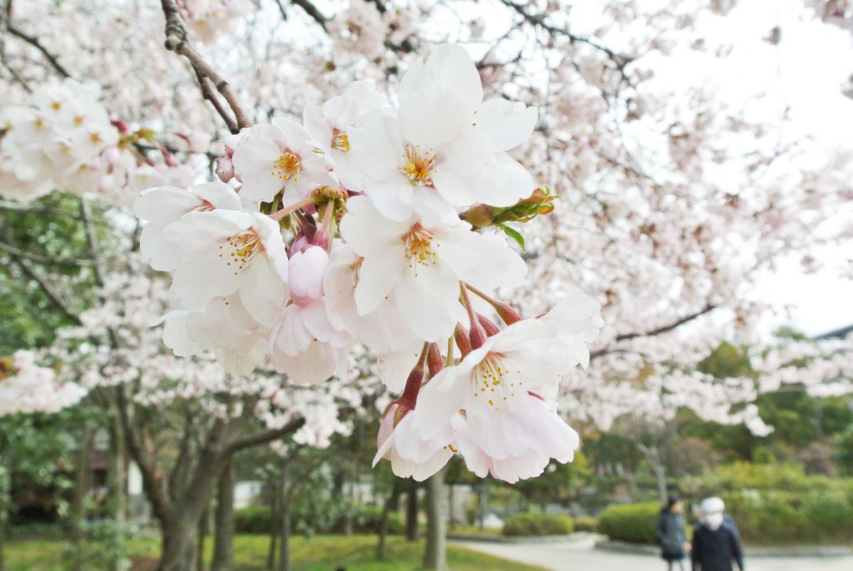 4/12現在見ごろ！湖畔の桜！！鳥屋野潟公園＆新潟県立スポーツ公園