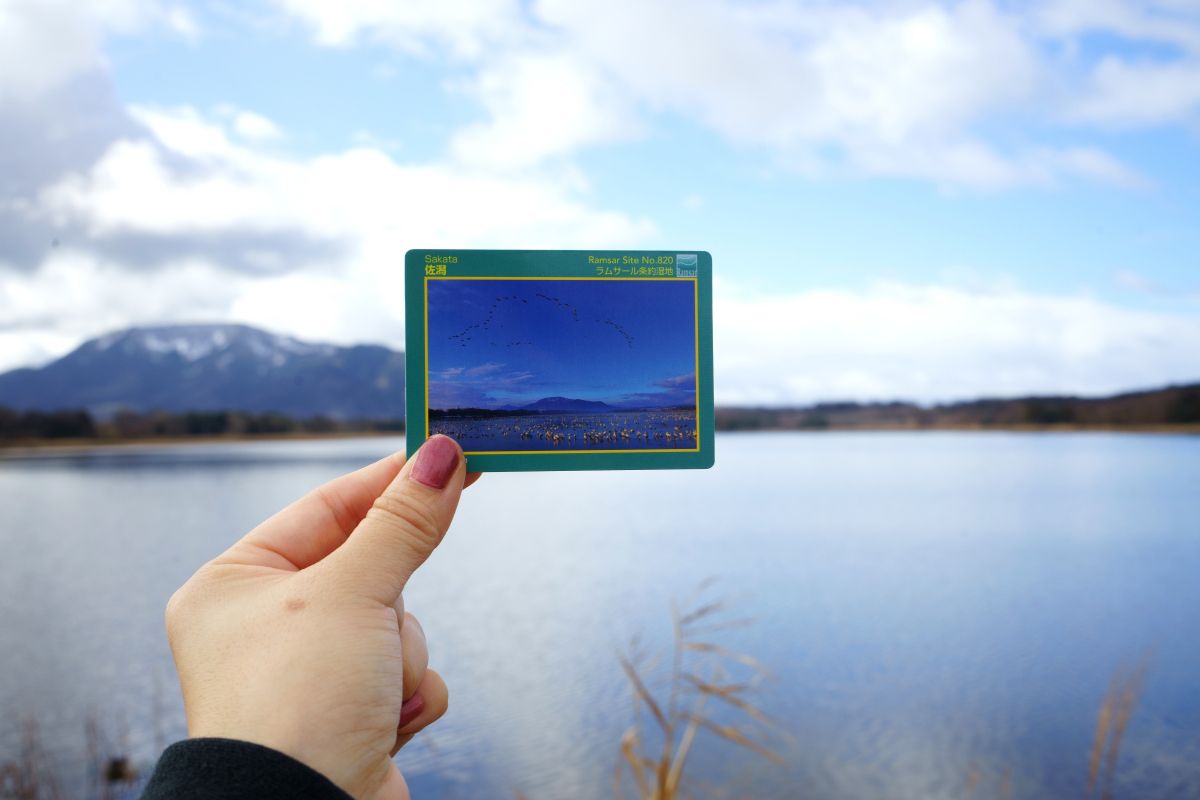 新潟で個性豊かな潟を回って「湿地カード」を集めよう！／新潟市｜新潟