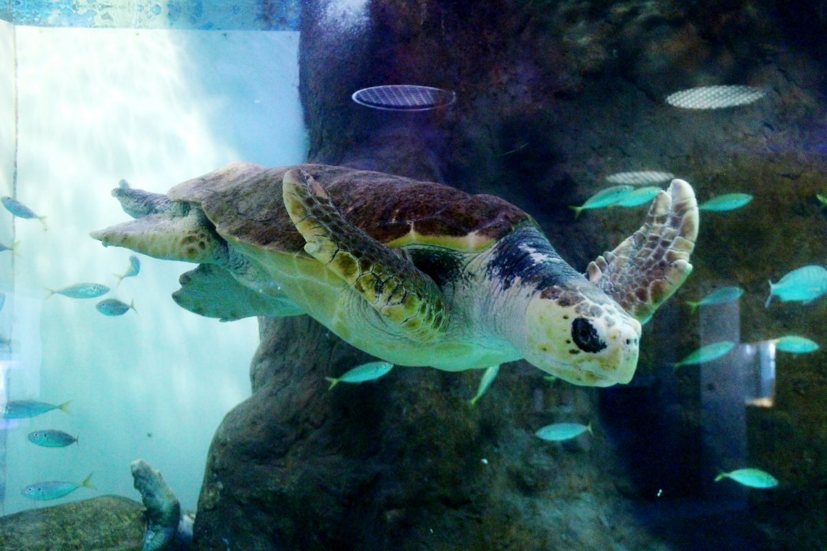 日本海に浮かぶ魚の城？「長岡市寺泊水族博物館」／長岡市｜新潟県観光