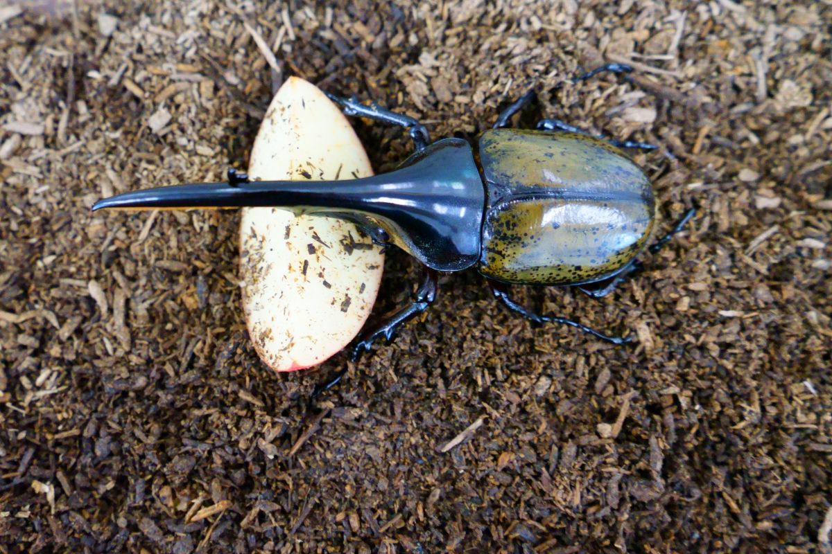 夏はヘラクレスオオカブトも触れる胎内市の昆虫の家に行って