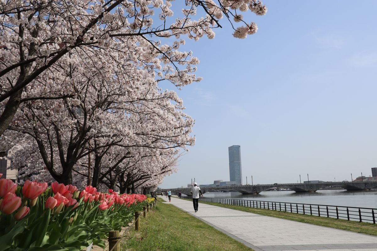 信濃川やすらぎ堤で「ウォーキングお花見」を楽しもう！／新潟市｜新潟