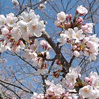桜