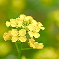 菜の花