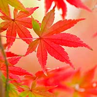 紅葉