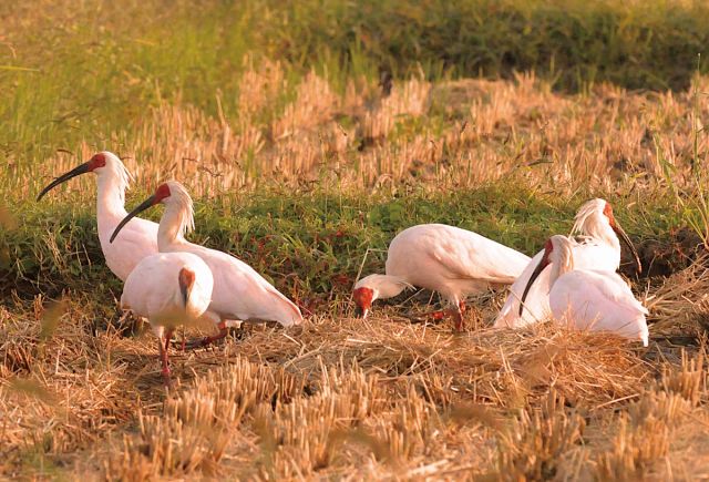 5連ポスター「That's Niigata Color」を制作しました!