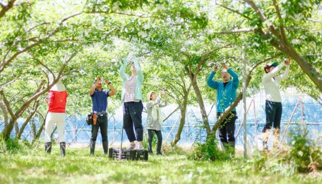 新潟市南区 白根大凧合戦クラウドファンディング　まるごとオーナー制度の受付開始について