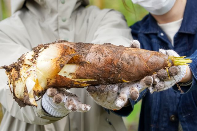 【Niicle(にーくる)会員限定】旬の味覚を楽しむ！たけのこ掘り体験＆湯田上温泉ランチ