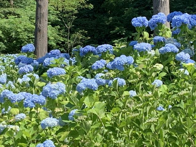 【長岡市】『国営越後丘陵公園』あじさいまつりを開催します!