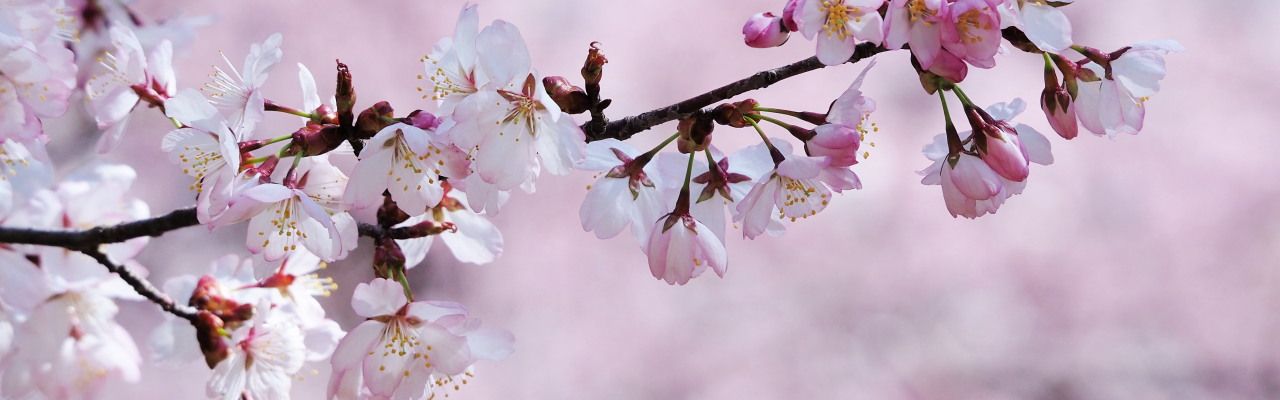 新潟県の桜 お花見ガイド 公式 新潟県のおすすめ観光 旅行情報 にいがた観光ナビ