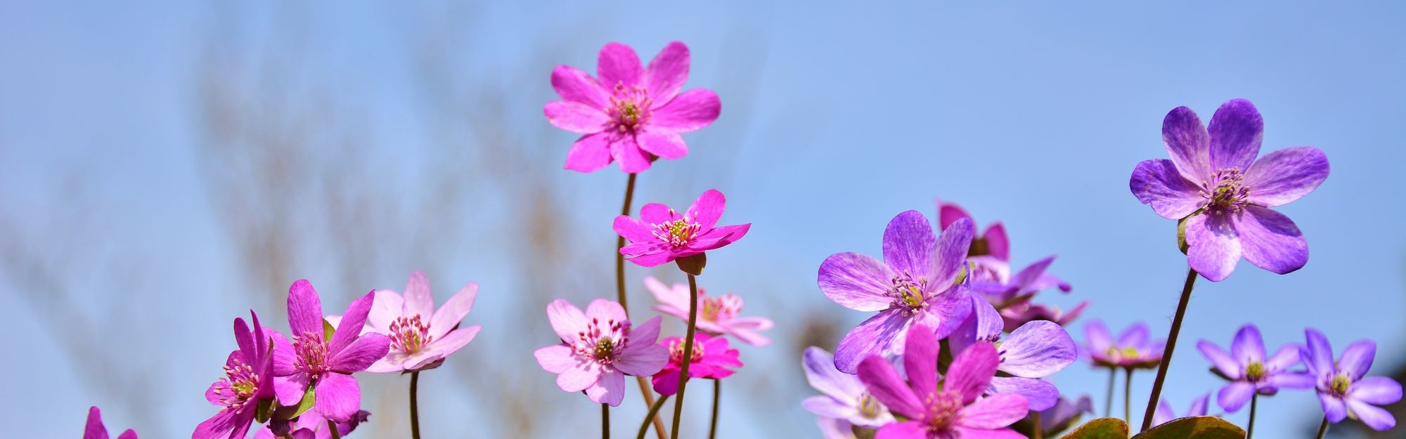 雪割草の開花情報 公式 新潟県のおすすめ観光 旅行情報 にいがた観光ナビ