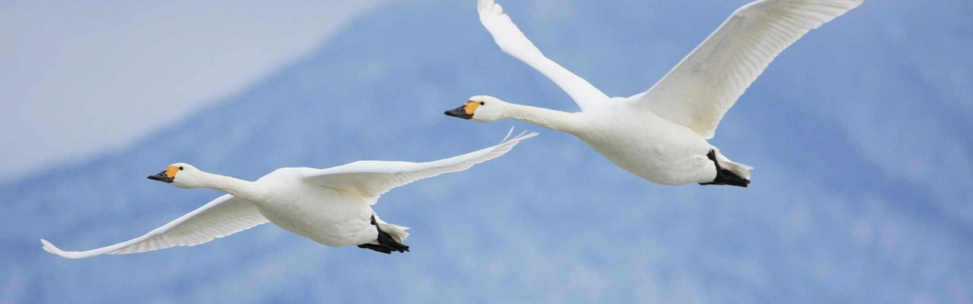 白鳥の飛来情報｜【公式】新潟県のおすすめ観光・旅行情報！にいがた