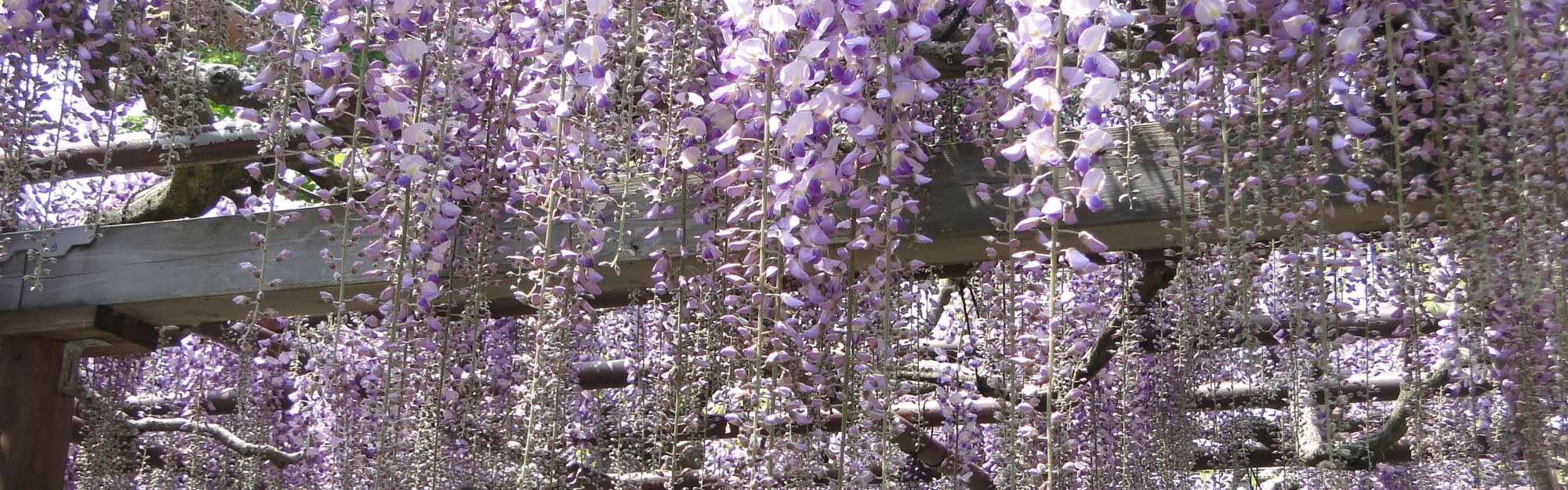 その他の花の開花情報 公式 新潟県のおすすめ観光 旅行情報 にいがた観光ナビ