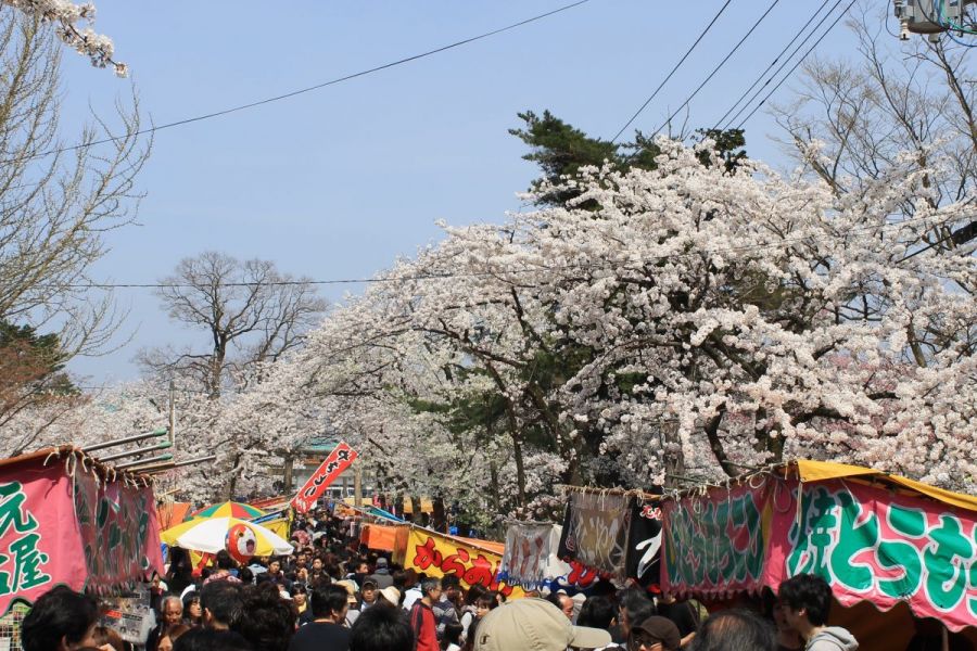 村松公園桜まつり 新潟のイベント 公式 新潟県のおすすめ観光 旅行情報 にいがた観光ナビ