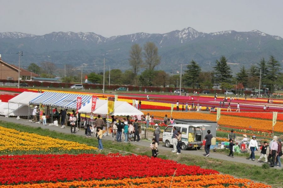 開催中止 五泉市チューリップまつり 新潟のイベント 公式 新潟県のおすすめ観光 旅行情報 にいがた観光ナビ