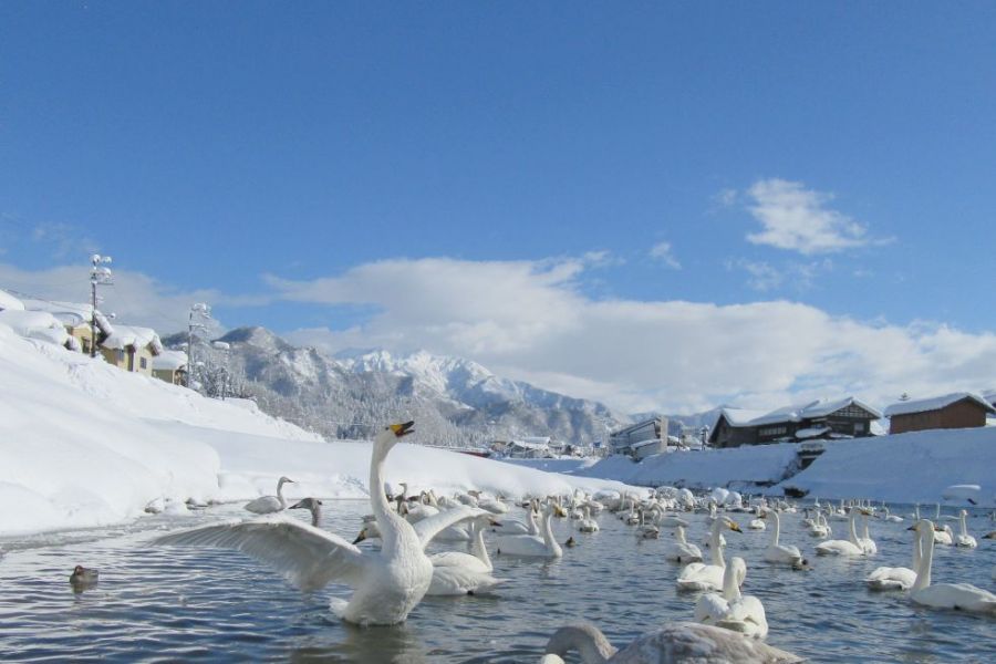 白鳥の郷公苑 公式 新潟県のおすすめ観光 旅行情報 にいがた観光ナビ