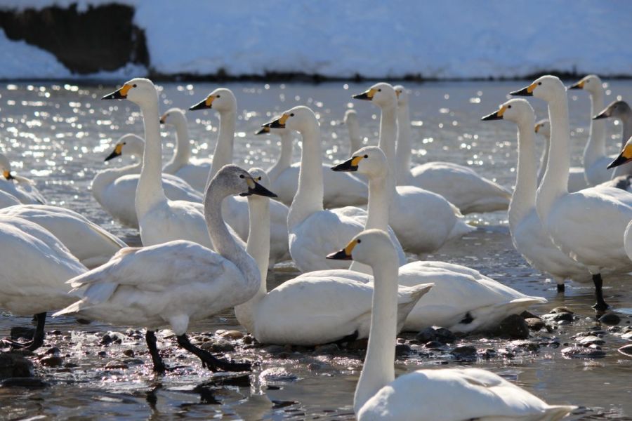 白鳥の郷公苑 公式 新潟県のおすすめ観光 旅行情報 にいがた観光ナビ