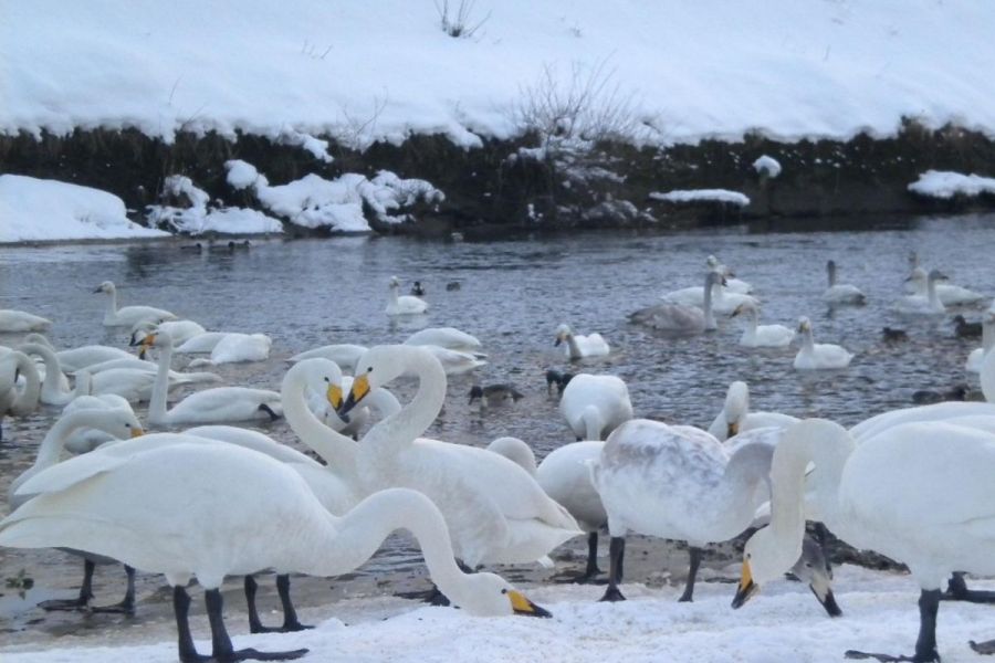 白鳥の郷公苑