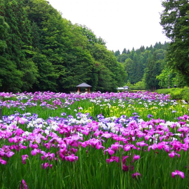 花菖蒲まつり